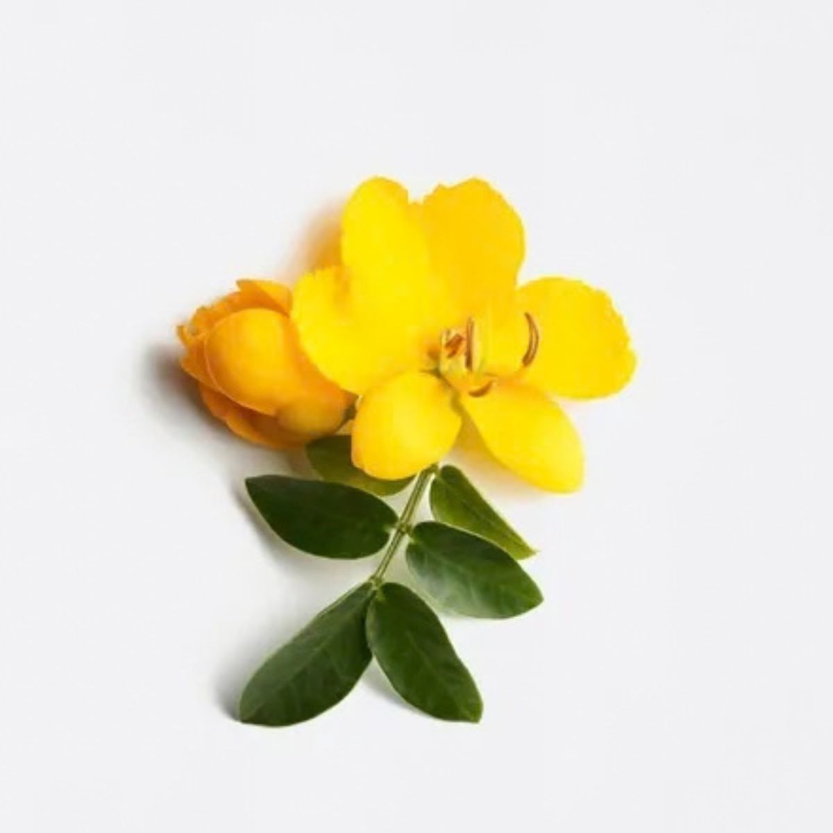 LA BIOSTHETIQUE MR雪絨花抗白耀黑菁萃