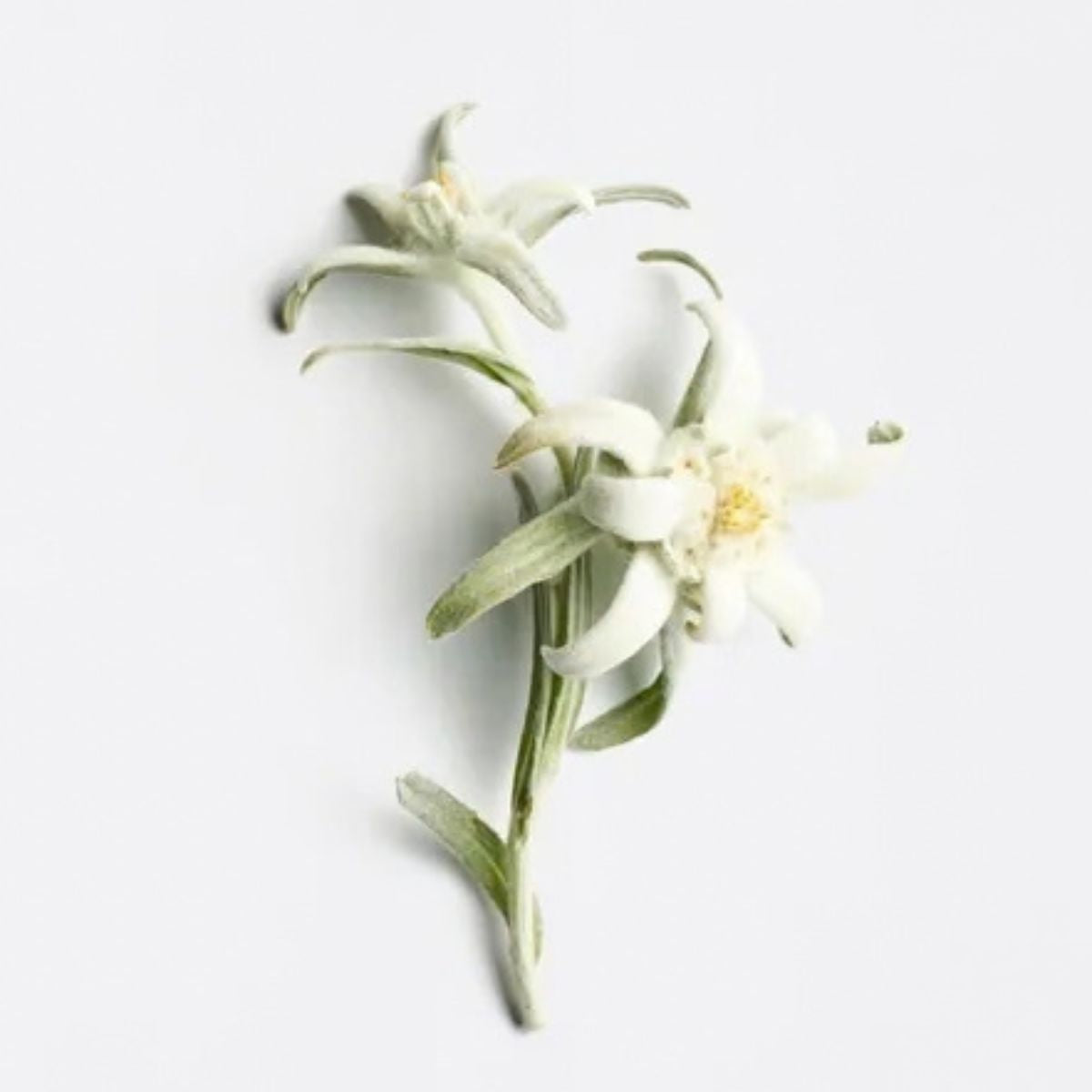LA BIOSTHETIQUE MR 雪絨花逆齡再升菁萃 100ml