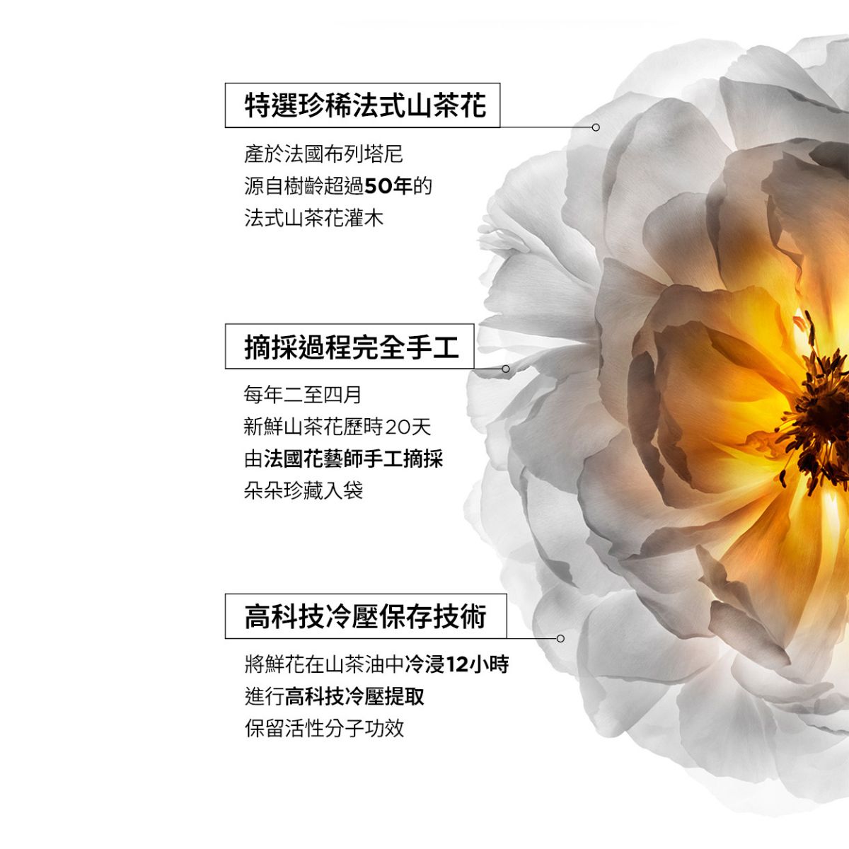 卡詩 KÉRASTASE 金緻柔馭山茶花鎏光露 75ml/填裝瓶