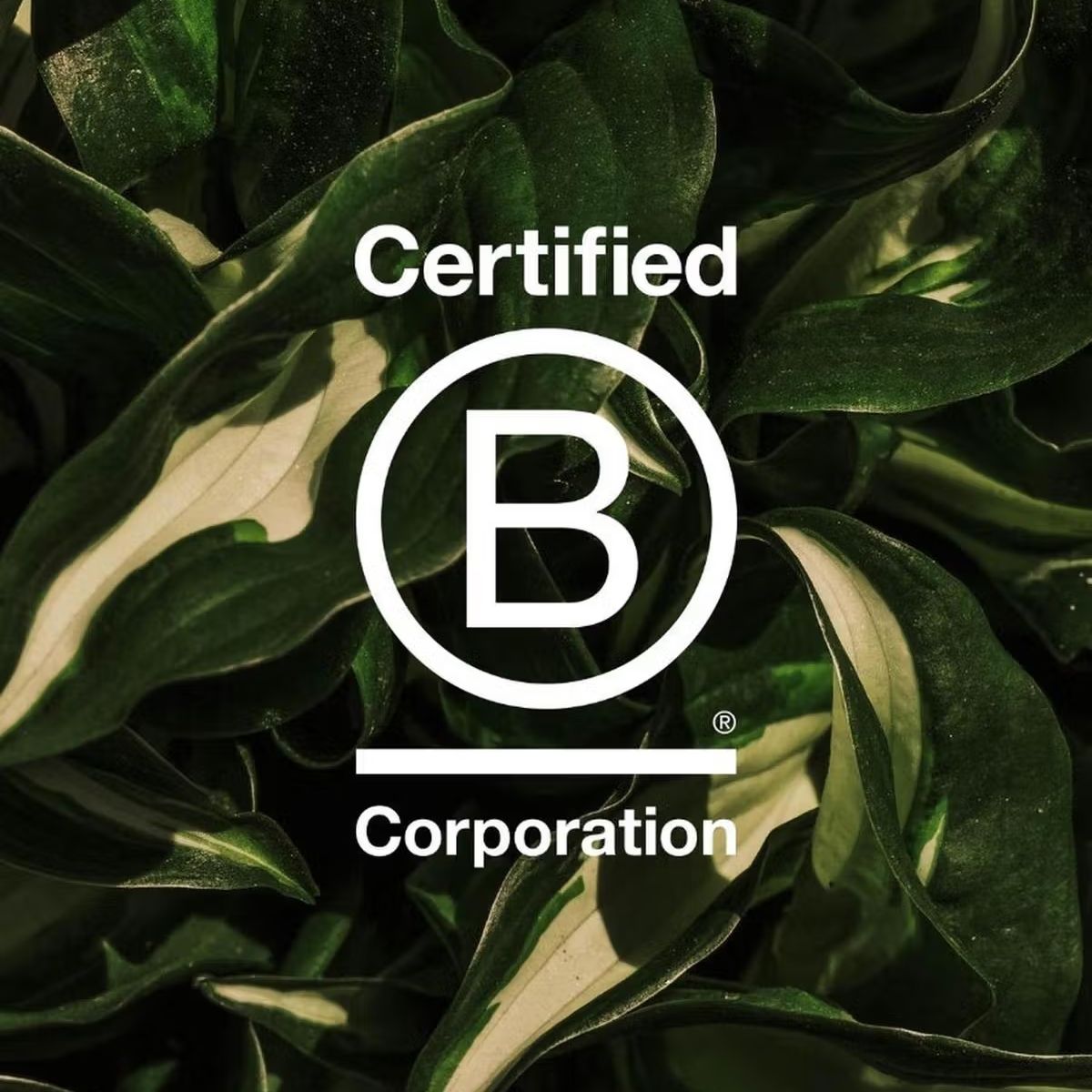 SKIN REGIMEN 白盒方潔膚乳霜 DETOX CLEANSER 150ml