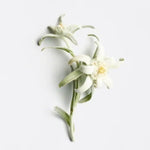 LA BIOSTHETIQUE MR 雪絨花逆齡再升菁萃 100ml 